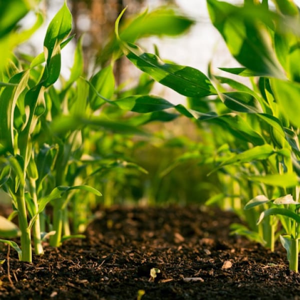 Farming